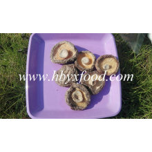 Agriculture Green Food 2-5,5cm Brown Dried Smooth Shiitake Champignons Prix entier